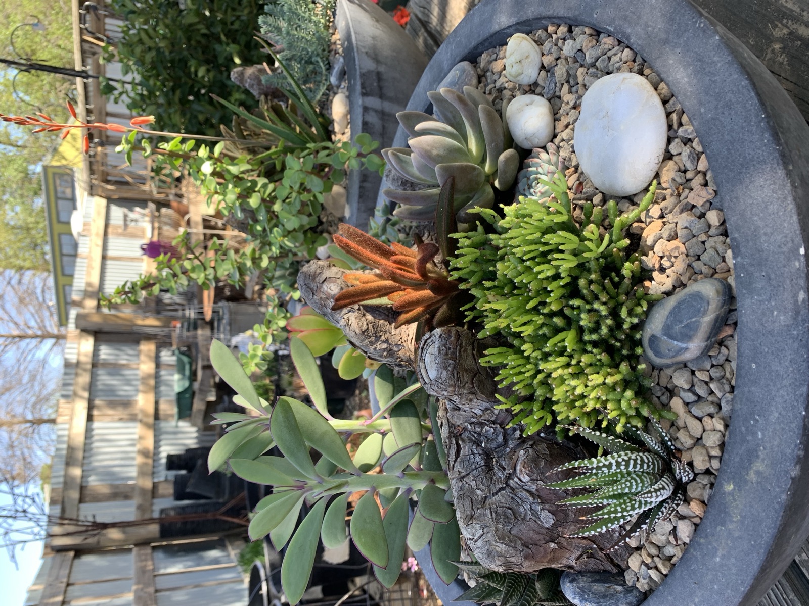 A native and edible planting bed