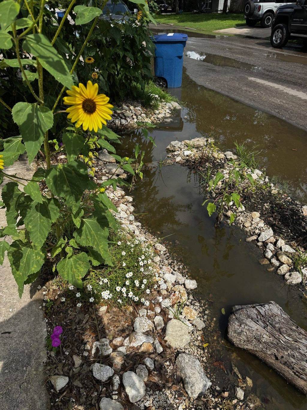 After — a native sunflower and white wildflowers growing at the edge of the limestone-lined bioswale, water held in the planted channel